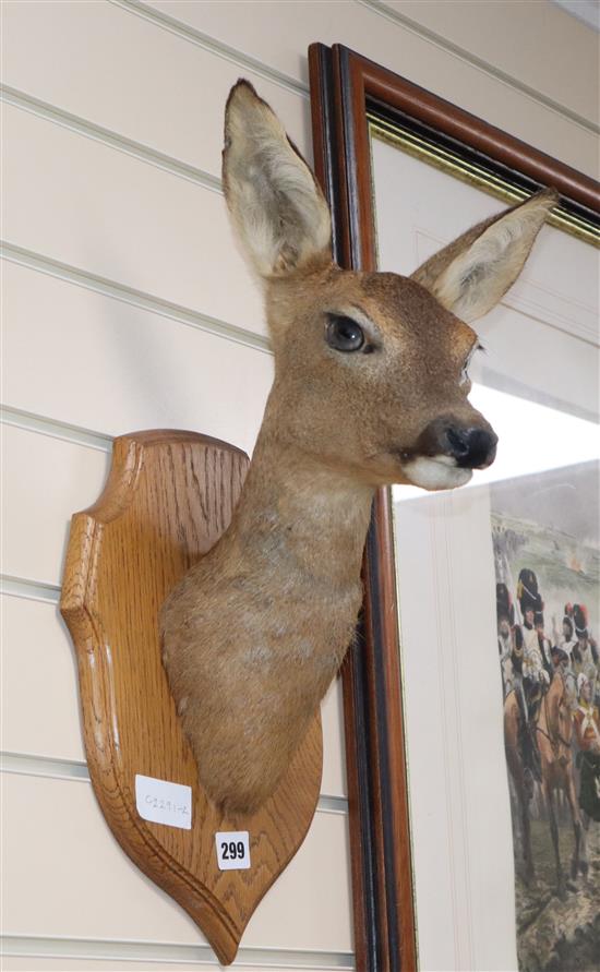 A taxidermic deer head, on plaque